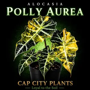 Alocasia Polly Aurea TC