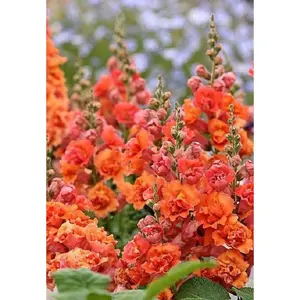 Green River 25 Bright Orange Hollyhock Seeds - Tall Cottage Garden Blooms - 3-8 ft Stalks with Vibrant Summer Flowers - Easy to Grow - Perennial Pollinator Magnet