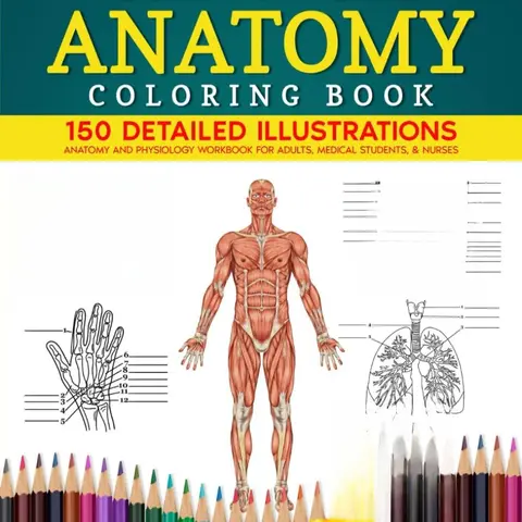 Human Anatomy Coloring Book: 150 Detailed Illustrations & 70 Fascinating Facts in an Anatomy and Physiology Workbook for Adults, Medical Students, & Nurses Focused on Advanced Body Systems Learning Paperback – October 1, 2024