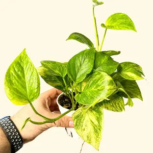 4" Neon Queen Pothos, Epipremnum Aurea, Beginner Friendly Live Houseplant, Indoor Plant