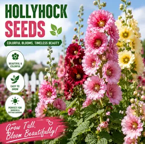 [Promise: Germinate or Refund]500pcs Double Hollyhock Seeds 'Radiant Rose’ - Mixed Colors, Non-GMO Heirloom, Hardy Biennial for Vibrant & Tall Blooms Plant Garden Outdoor Flower Pot Decorative Tulip