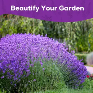 Non GMO English Lavender Seeds 1,500+ Wildflower Seed for Planting Indoor/Outdoor, High Germination, Plant Flower Seeds (Lavandula antustifolia)