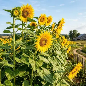 100 Giant Mammoth Russian Sunflower Seeds for Planting - Massive Heirloom Yellow Sunflowers for Home Garden - Reach 12+ Feet Tall