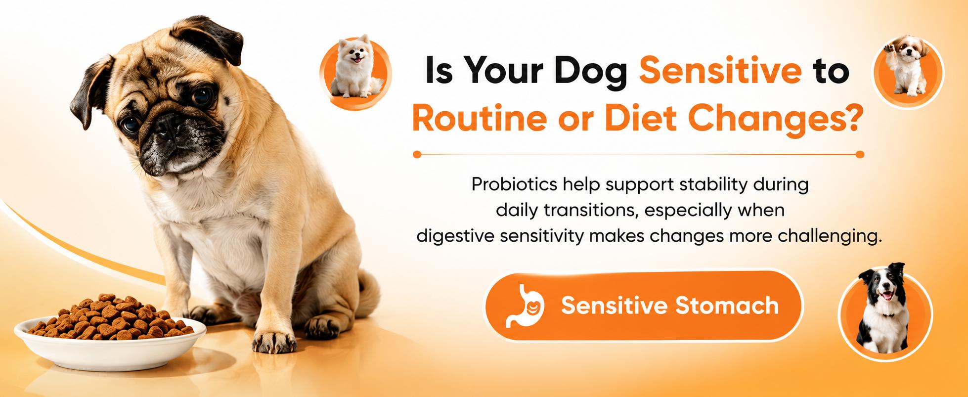 180ct Probiotics & Prebiotics for Dogs and Cats, 4-Strain Gut Health Soft Chews with a Triple Prebiotic Blend of FOS, GOS and Organic Inulin, Chicken Flavor 180ct Probiotics & Prebiotics for Dogs and Cats, 4-Strain Gut Health Soft Chews with a Triple Prebiotic Blend of FOS, GOS and Organic Inulin, Chicken Flavor