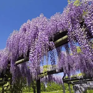 Wisteria Seeds for Planting - Fragrant Flowers for Garden home planting