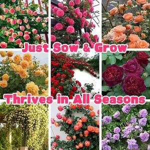 1000pcs Climbing Rose Seeds for Outdoor Planting Vibrant Ornamental Flowers for Family Garden Decoration