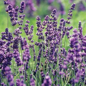 Lavender ‘True’ (Lavandula angustifolia) – Fragrant, deep purple spikes with soothing essential oils, perfect for pollinators, teas, and dried arrangements.