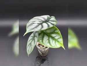 Alocasia Silver Dragon Alocasia Silver Dragon