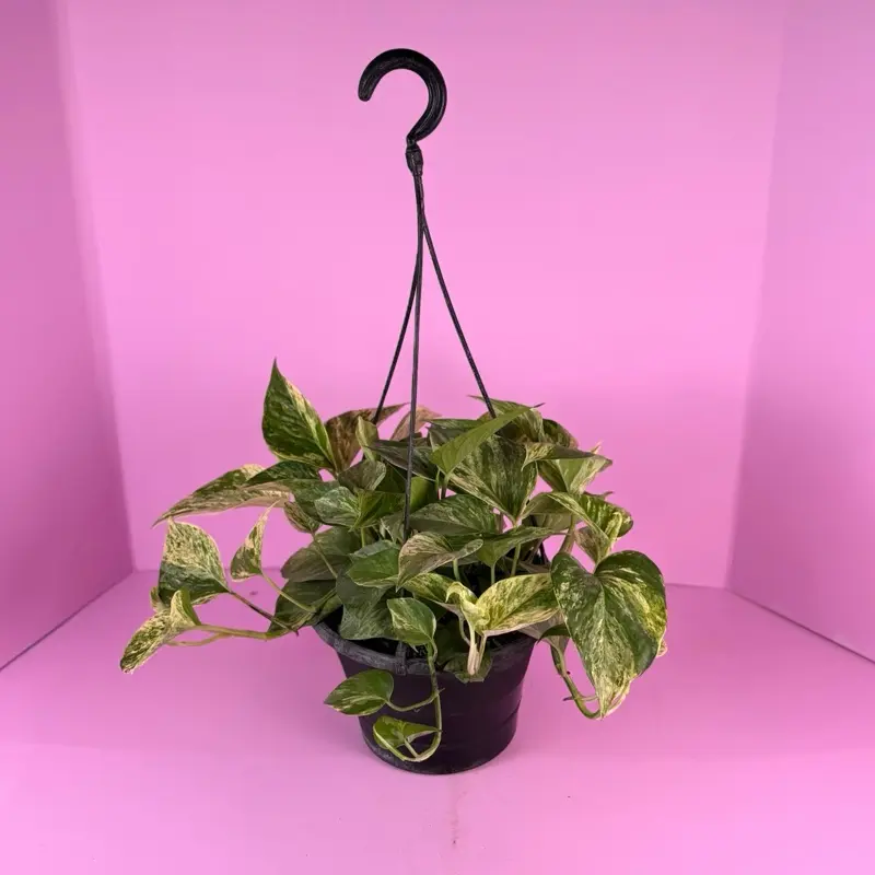 Epipremnum Marble Queen 8” Hanging Basket | Variegated Pothos