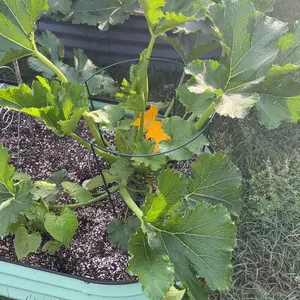 Farmer’s Secret Fruit & Bloom Booster Fertilizer - Super Concentrated - Increases Flowering and Yield on All Varieties of Fruits, Vegetables and Flowers