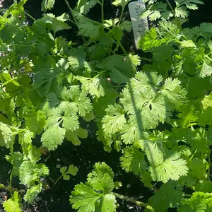 Coriander / Cilantro Seeds