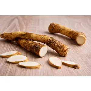 Big Top Horseradish Root Plant | Spicy High-Yield Root, Hardy Perennial, Non-GMO | Hand Picked Nursery