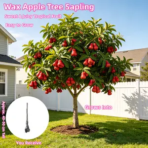 3-5 Year Old Wax Apple Tree, Java Apple Bare Root Dormant Plant, Tropical Fruit Tree for Outdoor Planting