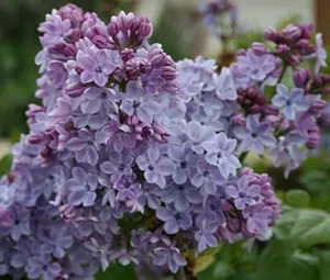 Syringa vulgaris 'Wonderblue' - Lilac - Fragrant - Starter live Plant ship in pot 4 inch to 6 inch tall - Dormant/Leafless