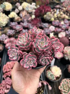 Echeveria Variegated Weariness - April Farm/Rare Succulent