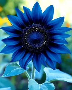 50 NON-GMO Blue Teddy Bear Sunflower Seeds Organic Low-Maintenance Fast Growth for Gardens Pots & Landscaping Vibrant Blue Petals Full Texture
