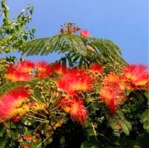 100 Mimosa Silk Tree Seeds Albizia Julibrissin Drought Tolerant Flowering Trees - Orange Blooms