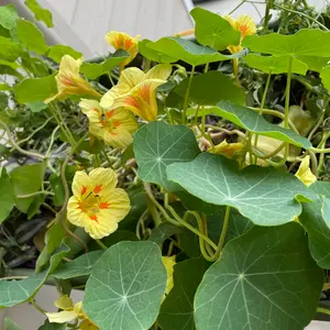 Peach Melba Dwarf Nasturtium Seeds (Tropaeolum majus) – Creamy petals with peach centers; edible blooms with peppery flavor for gardens & salads.