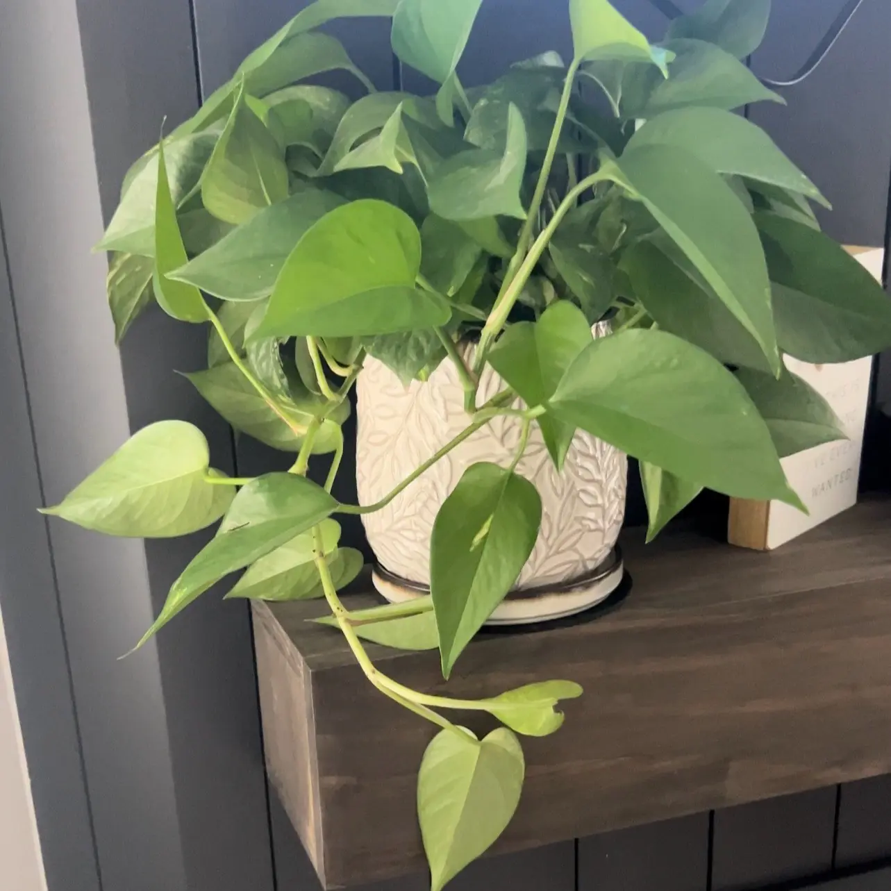 Live Pothos Plant - 4 inch - Easy Care Indoor Plant - TikTok Shop