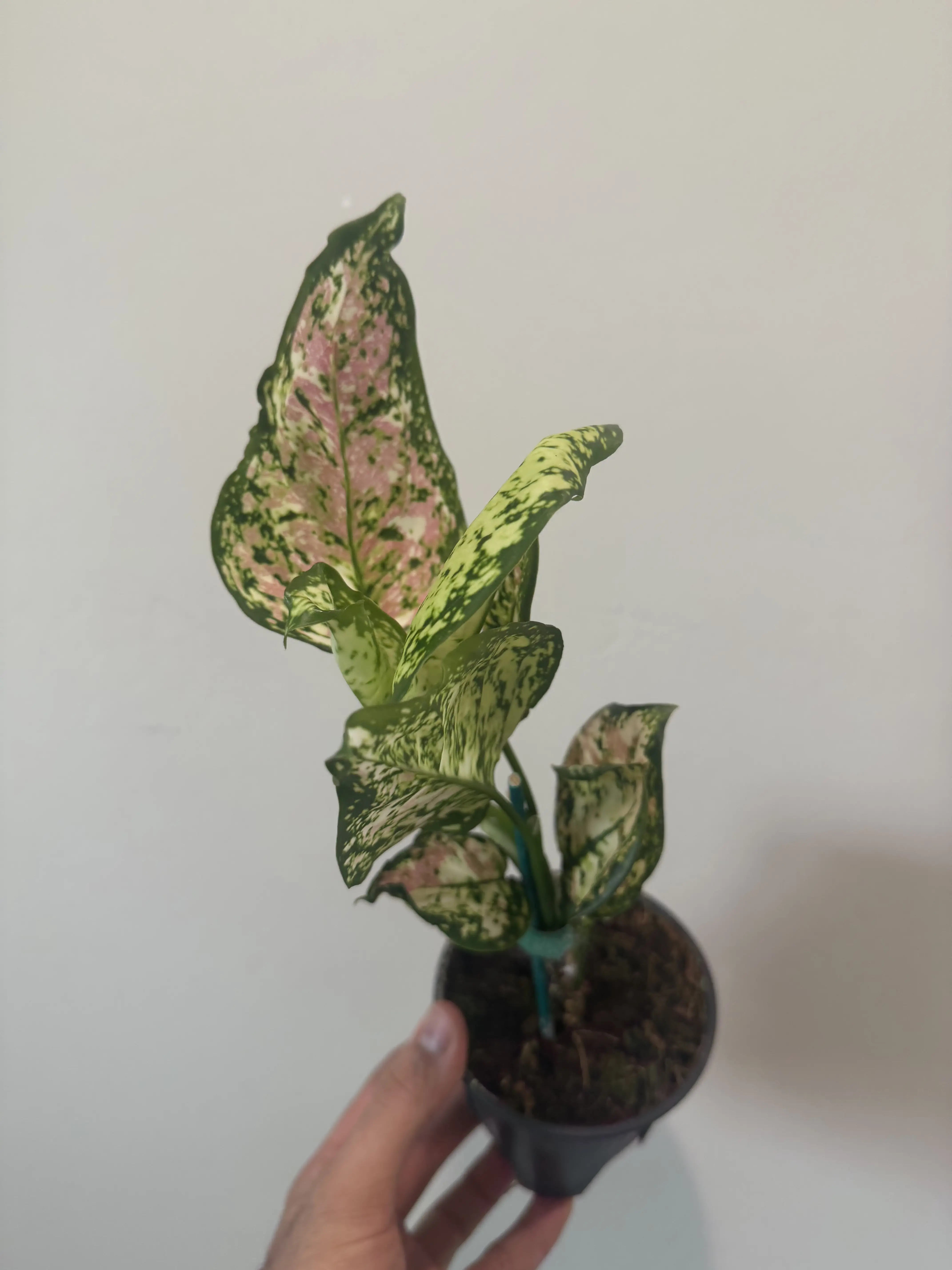 Rare Plant! 4'' Aglaonema 'Tri-Color'