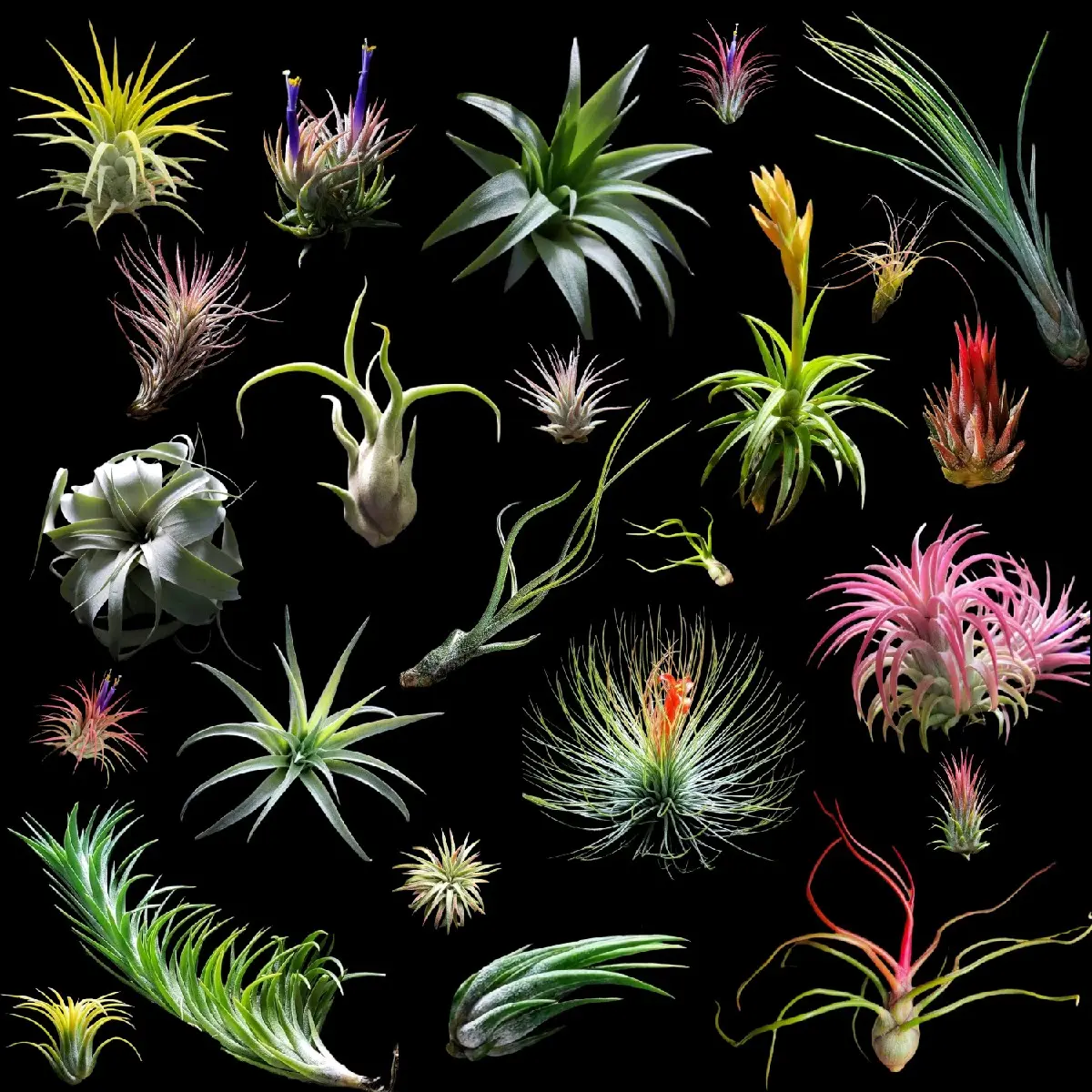 10 Pack Air Plants - High Quality. Easy Care Direct From The Green House. A trendy houseplant for beginners.