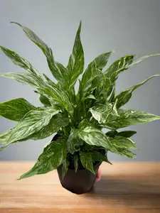 Variegated Spathiphyllum 'Domino'