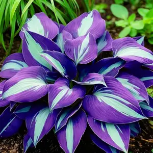 800PCS Hosta Seeds Bulk Value Pack – Perfect for Large Shade Areas