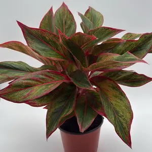 Aglaonema Siam Aurora red  6" pot - Live Tropical House Plant for Indoor Home Decoration, Decorative Features, Water and Humidity Requirements - Fruit