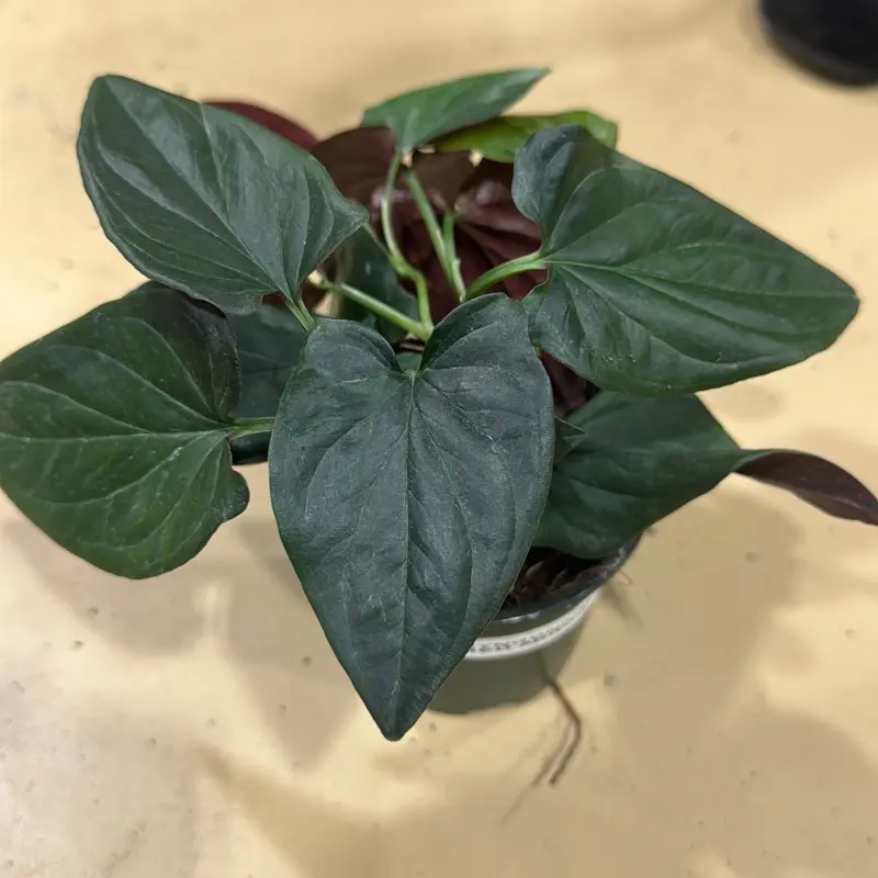 Red arrow syngonium Red arrow syngonium