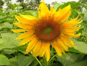 Planting | 50 Pcs Giant Mammoth Sunflower Seeds to Plant Outdoor Home Garden(1 Pack)