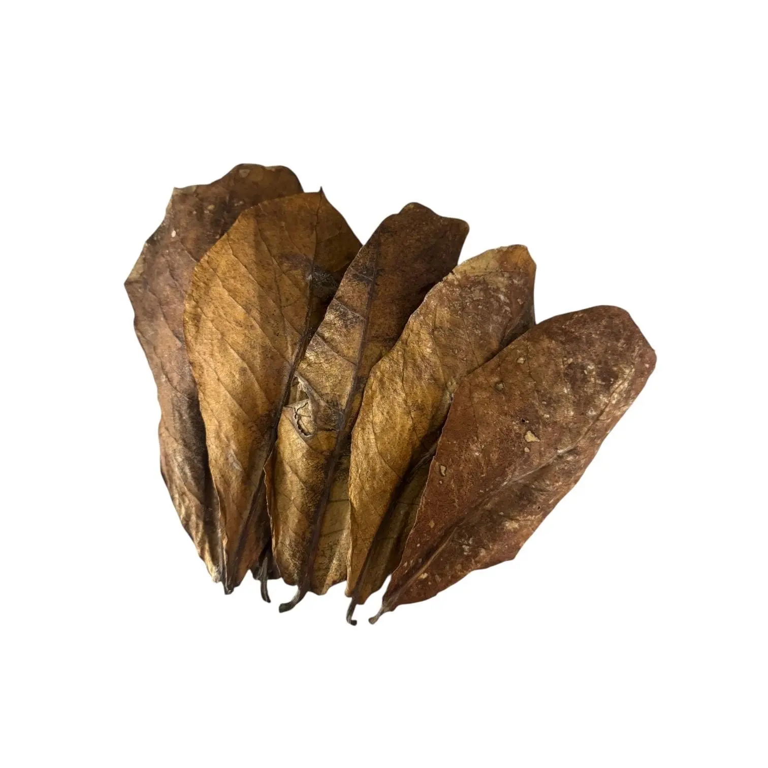 Indian Almond Leaves for Bioactive Terrariums | Natural Catappa Leaf Litter