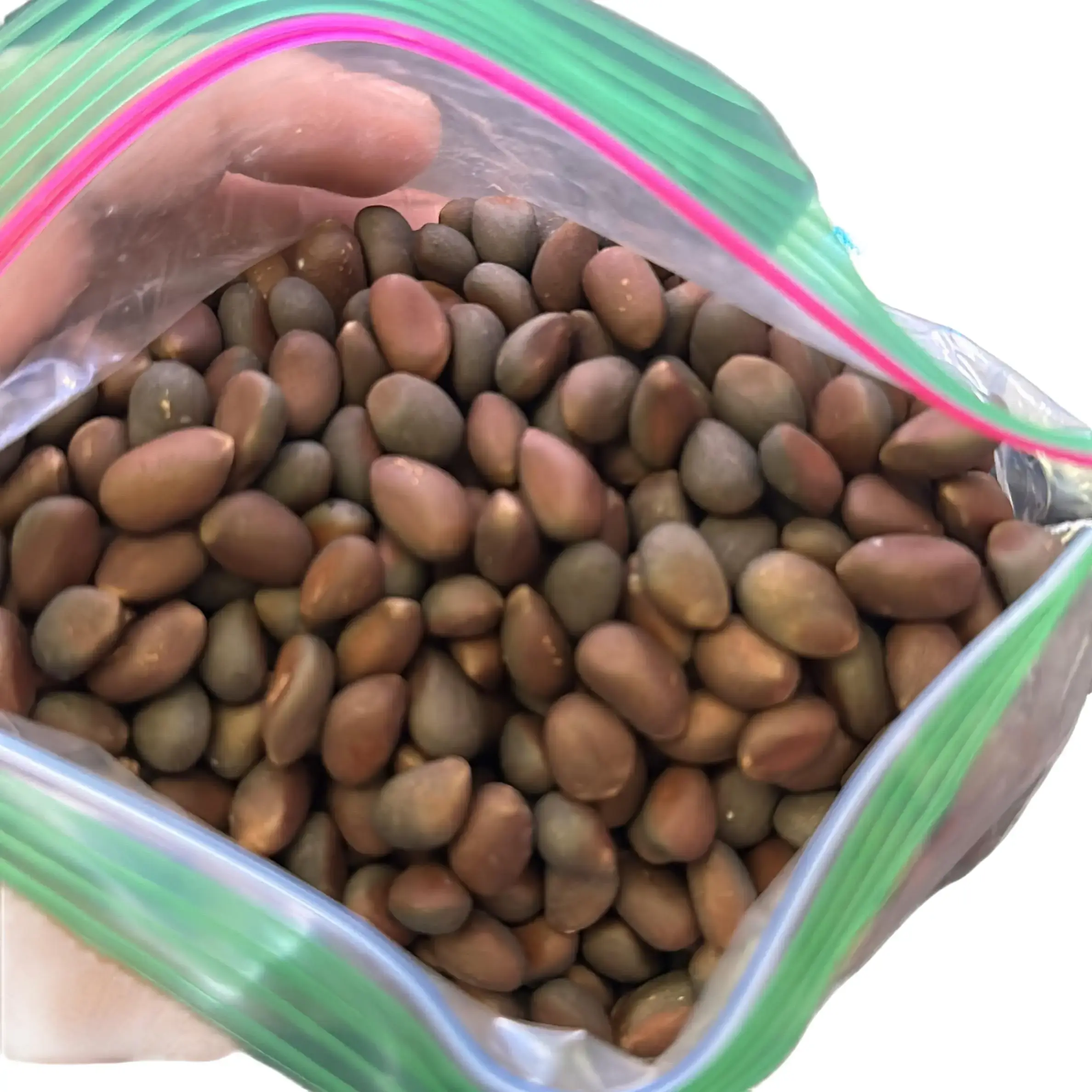 Piñon Snack - Delicious Mexican Snack for Your Cravings - TikTok Shop