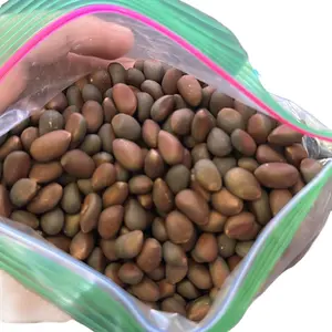 Piñon Snack - Delicious Mexican Snack for Your Cravings