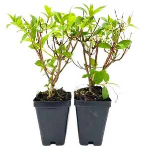 Brussels Lace Panicle Hydrangea (Hydrangea Paniculata Brussels Lace)