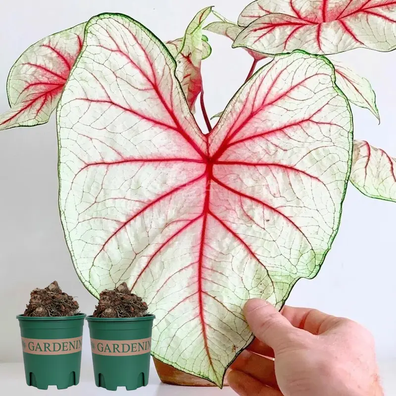 white queen caladium - TikTok Shop