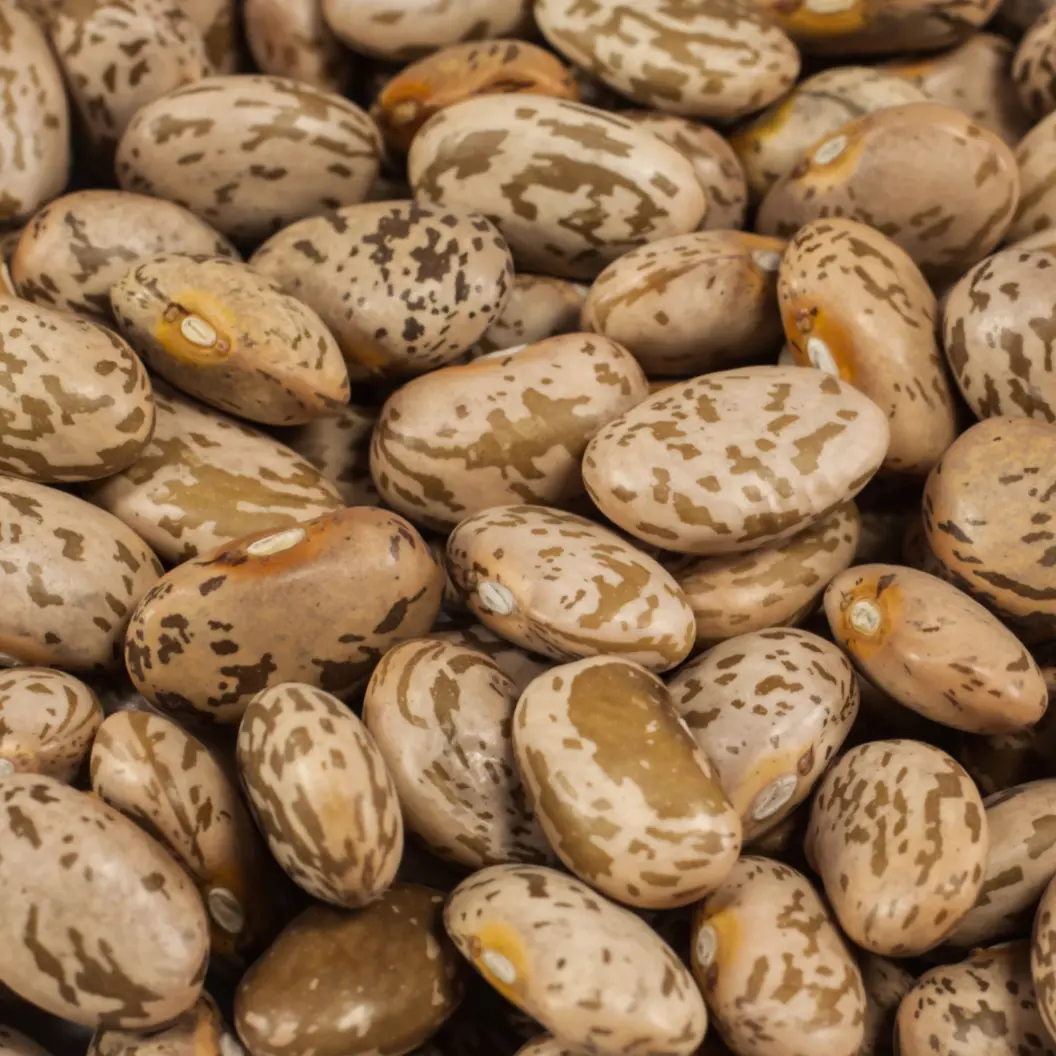 Organic Pinto Bean Seeds (Phaseolus vulgaris 'Pinto') – 20+ Seeds for Creamy, Heirloom Beans, Perfect for Chili and Soups
