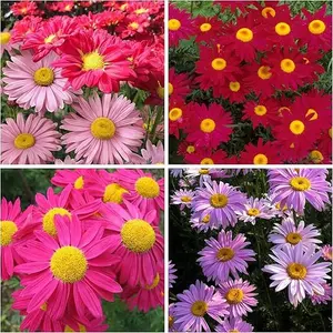 1000+ Pyrethrum Tanacetum Chrysanthemum Seeds - Pyrethrum Tanacetum Coccineum Garden Flower Seeds - Perennial Flower