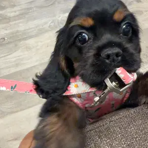 Dog Dress with Bowknot Harness & Leash Set – Floral Princess Outfit for Small Dogs & Cats, Breathable Spring/Summer Pet Clothes