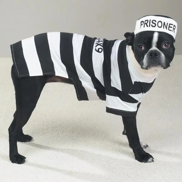 212 MAIN Pet Pals ZW894-08 Halloween Striped Prison-Theme Canine Costume, Casual X-Small Dog Outfit