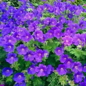 Geranium JOHNSON BLUE E-Commerce Product
