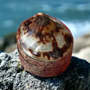 Seashell Bali jewelry box