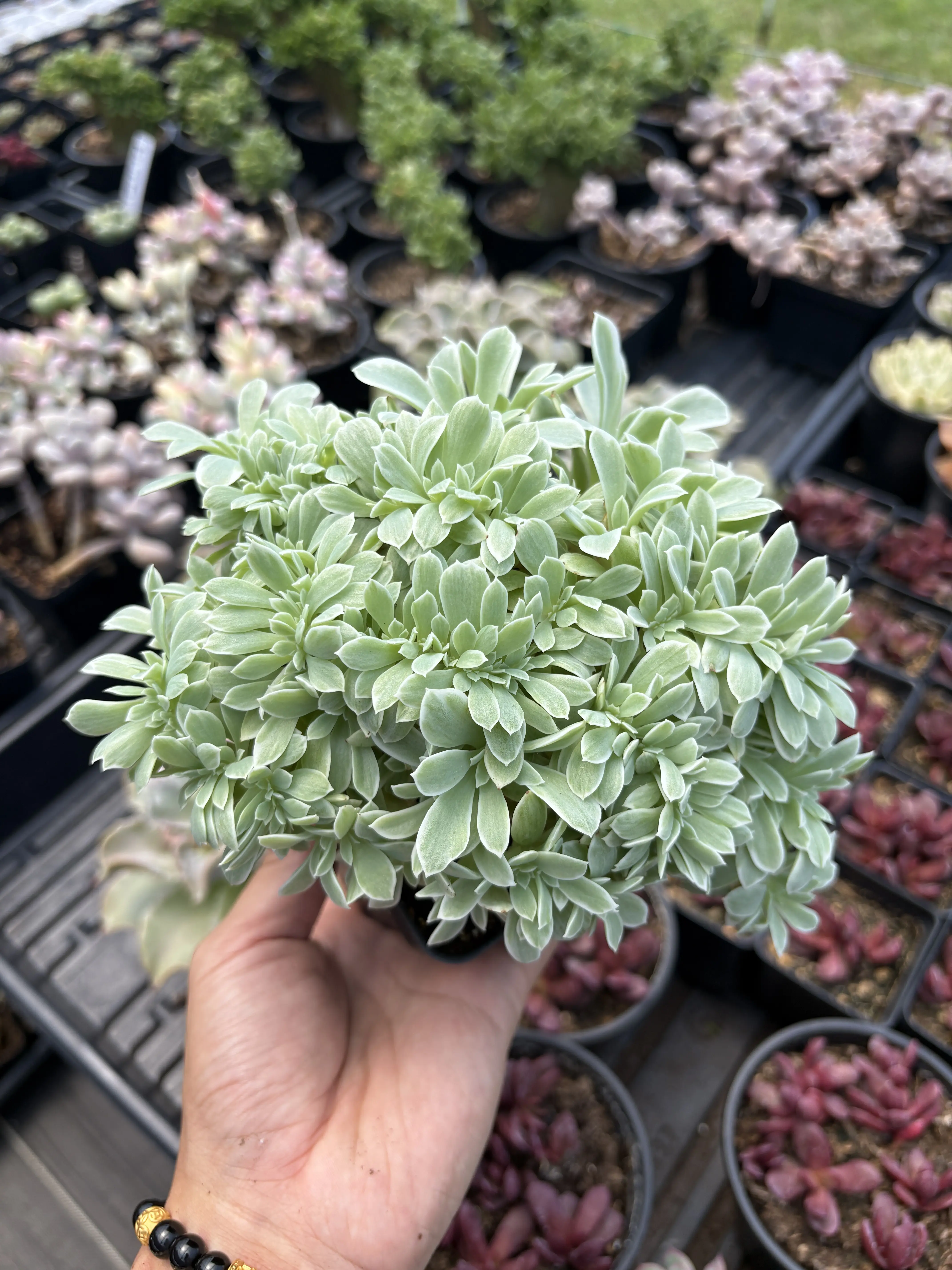 Echeveria Crested Silver Queen Variegated - April Farm/Rare Succulents