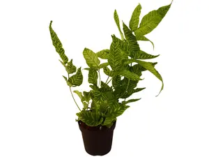 Golden Zebra Fern 2" Potted Live Plant - Coniogramme emeiensis - Shimmering Striped Fronds - Bamboo Fern - Rare Variegated Foliage - Compact Tabletop Accent - Low Light Friendly - Exotic Ribbon Leaves - Easy Care Fern