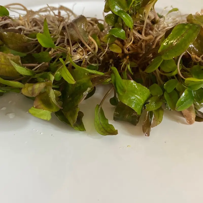 Brown Wendtii Cryptocoryne Clump Live Aquatic Plant- Unique natural decor for freshwater aquarium