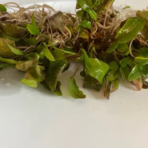 Brown Wendtii Cryptocoryne Clump Live Aquatic Plant- Unique natural decor for freshwater aquarium