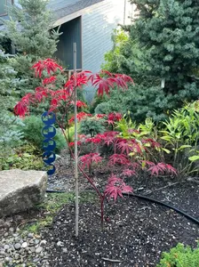 Acer palmatum 'Cecilia' Red Japanese Maple