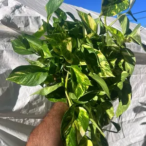 Patricio Pothos | 6” Pot | Bright Variegated Trailing Houseplant | Golden Pothos Look-Alike