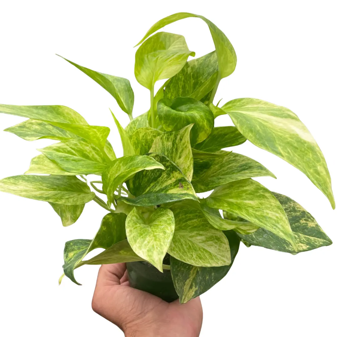 Pothos Neon Queen (Epipremnum aureum)