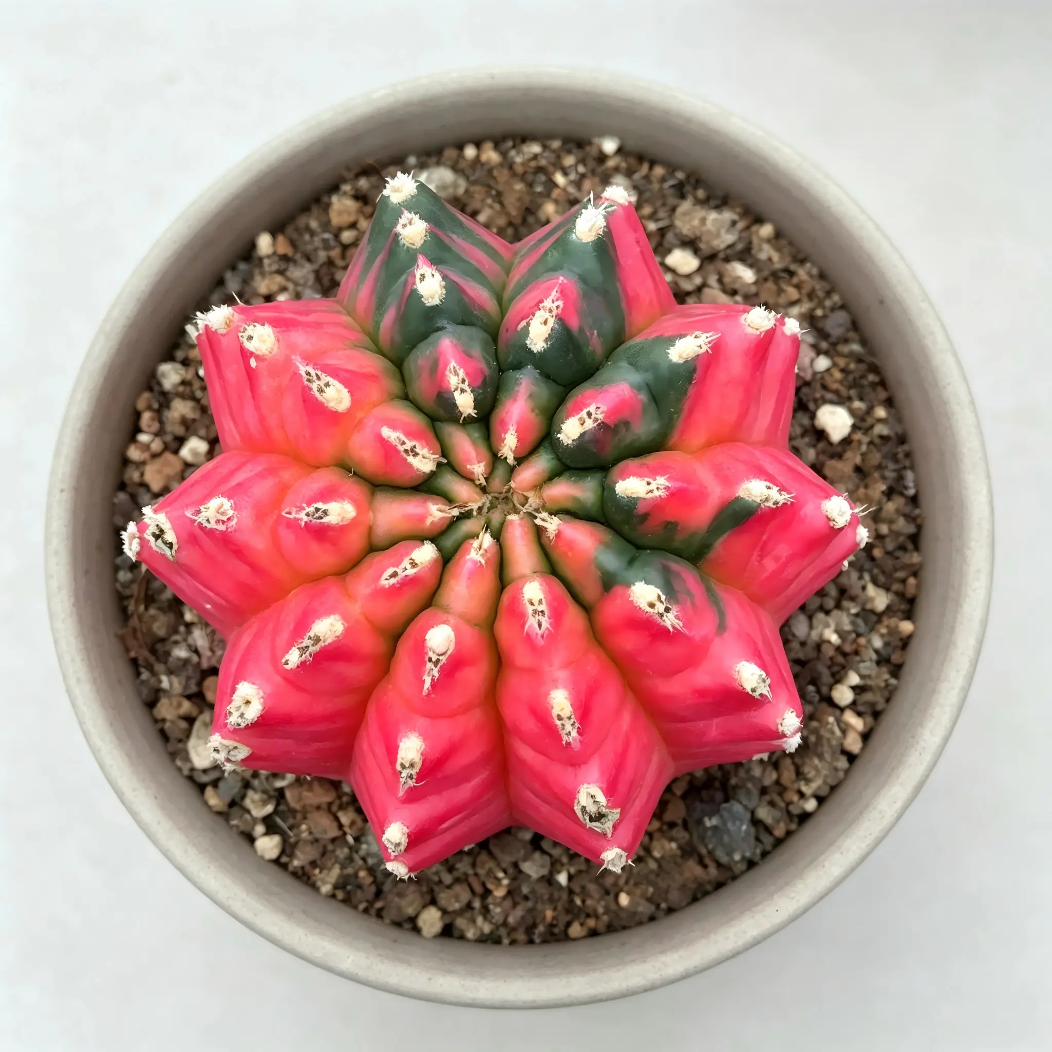 Variegated Peony Cactus Plant, Colorful Succulent Bare Root No Pot