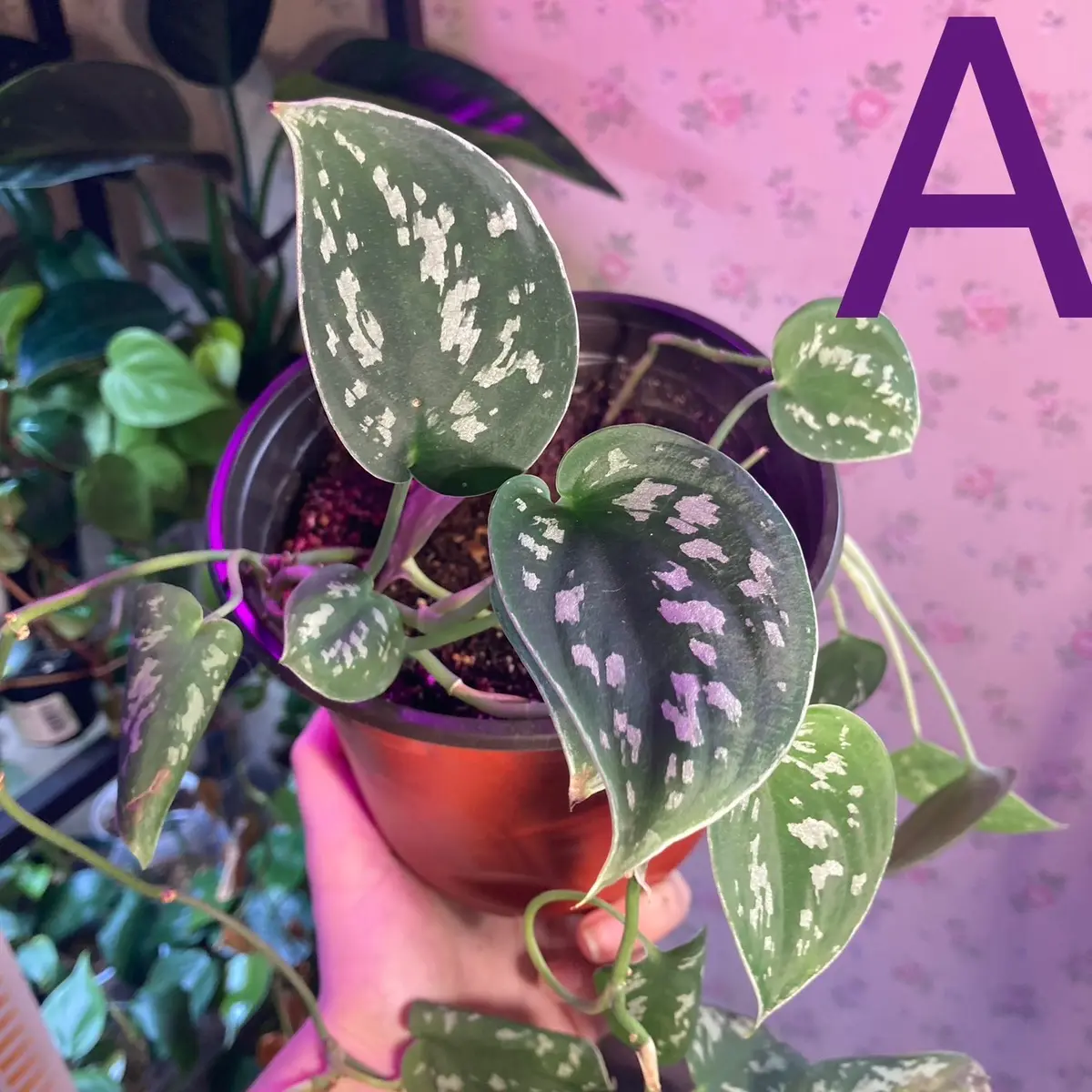 Satin Pothos Plant Full Pot